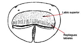 Oedalechilus labeo_claves